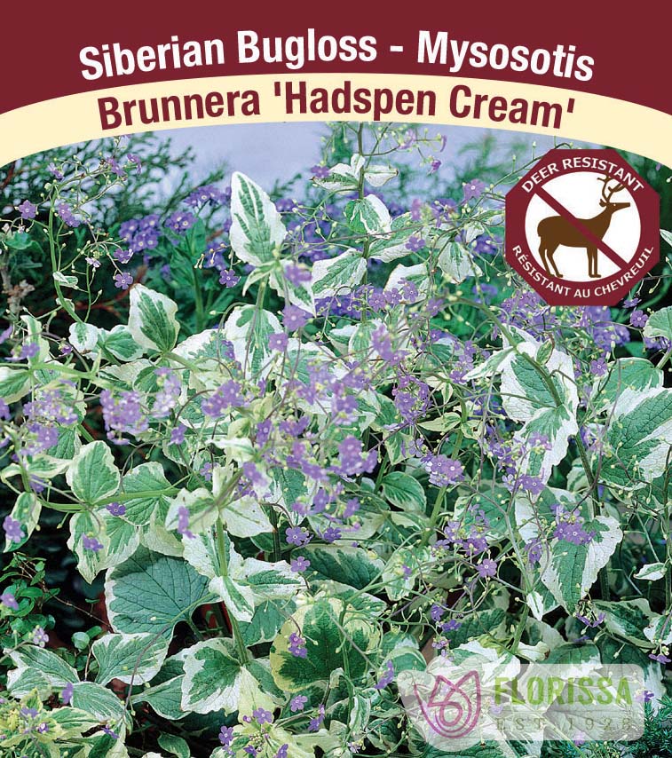 Brunnera - mac. Hadspen Cream
