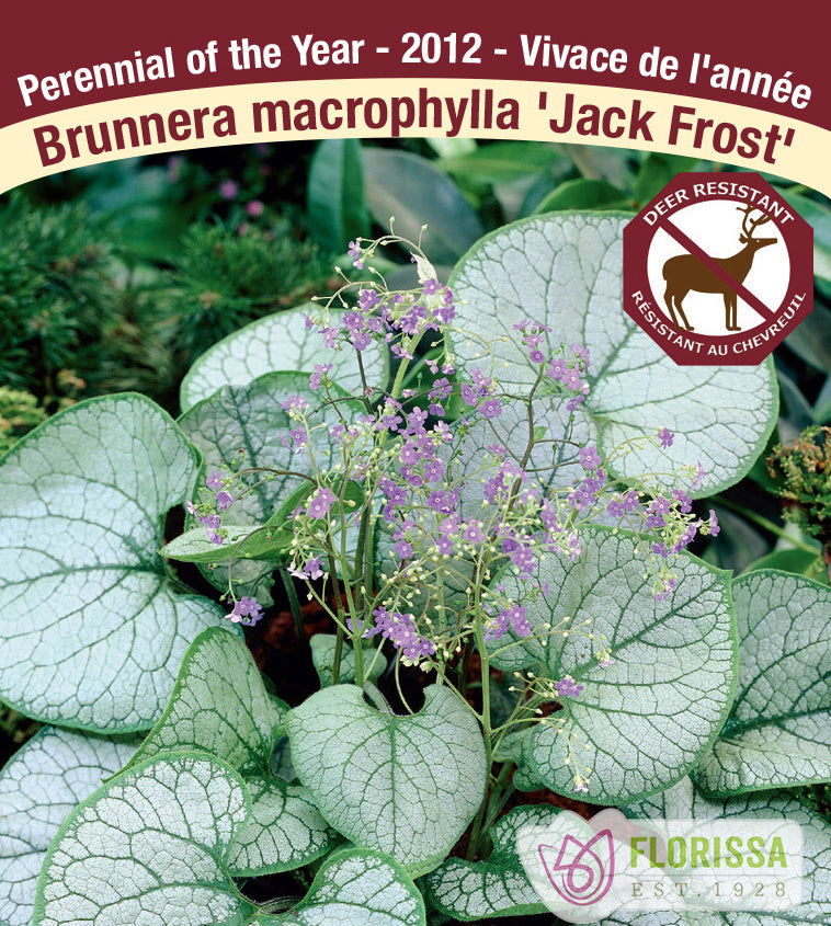 Brunnera - mac. Jack Frost Jumbo Field Clump