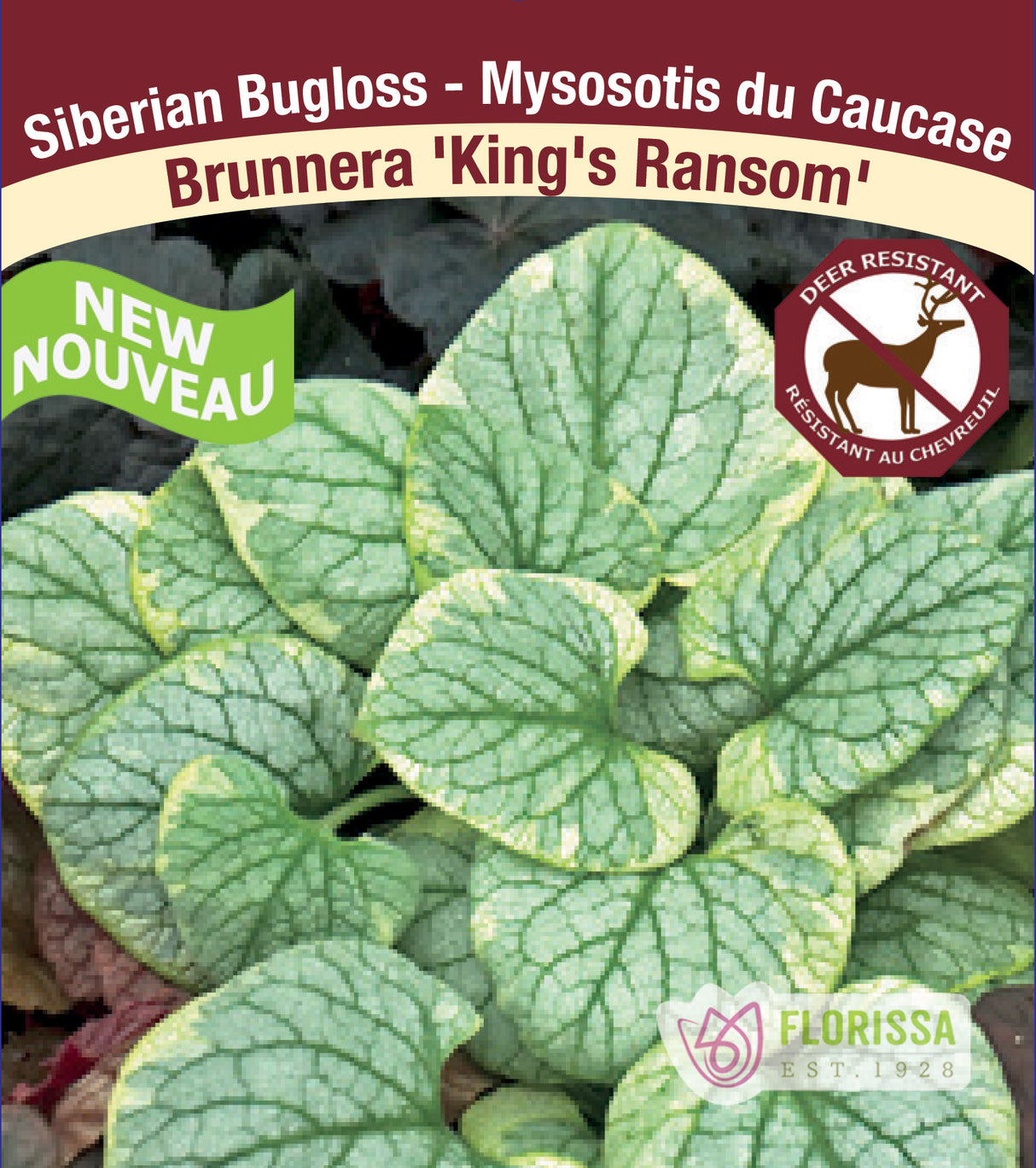 Brunnera - mac. King's Ransom