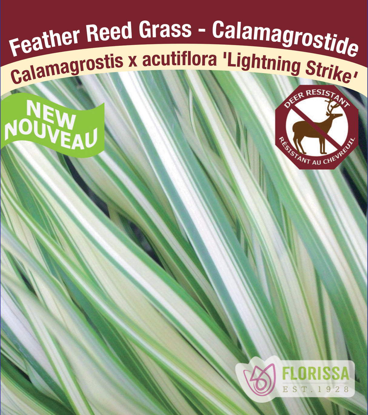 Calamagrostis - x acut. Lightning Strike