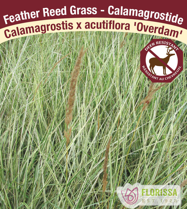 Calamagrostis - x acut. Overdam