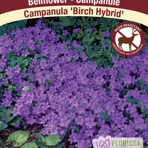 Campanula