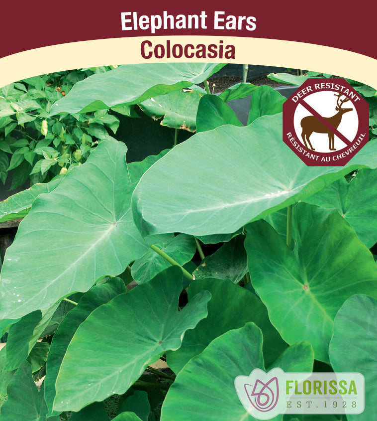 Colocasia - Elephant Ears Bulk