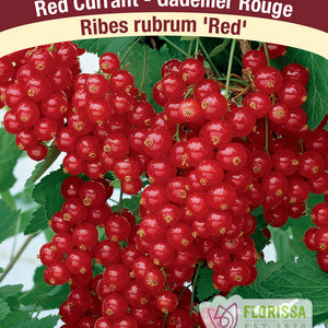 Currant