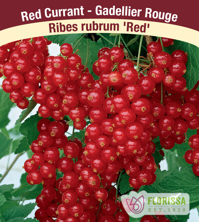 Currant  - Red Bulk