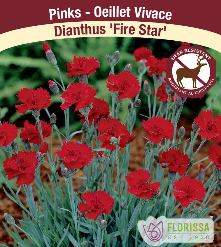 Dianthus - gratianopolitanus Fire Star