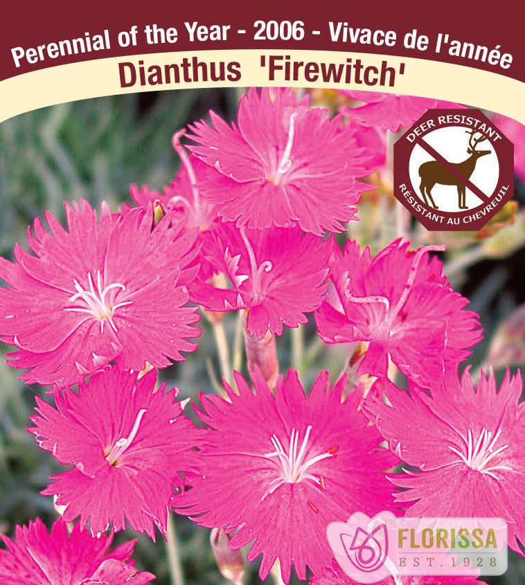 Dianthus - gratianopolitanus Firewitch