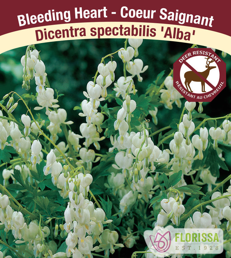Dicentra - spec. Alba 5-8 Eyes