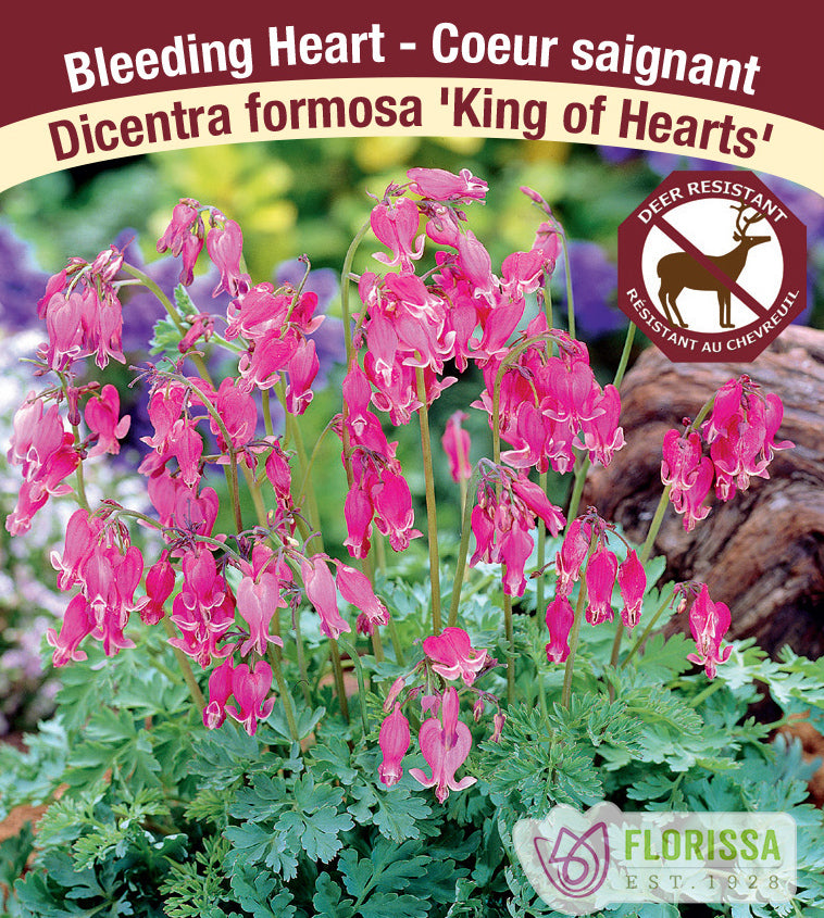 Dicentra - for. King of Hearts 4-5 Eyes