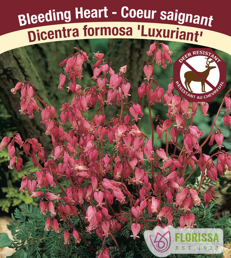Dicentra - for. Luxuriant 4-8 Eyes
