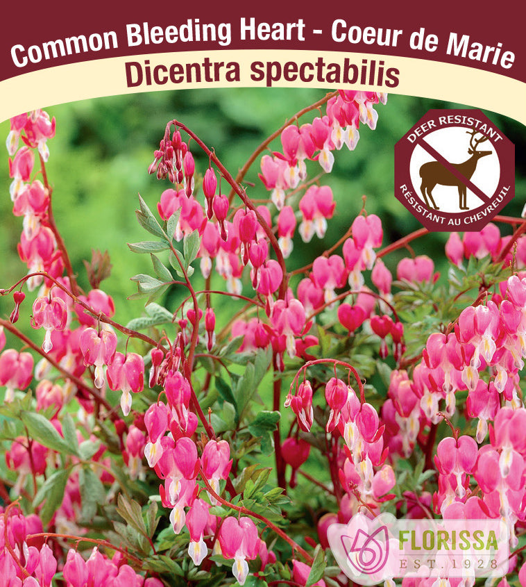 Dicentra - spectabilis 3-5 Eyes