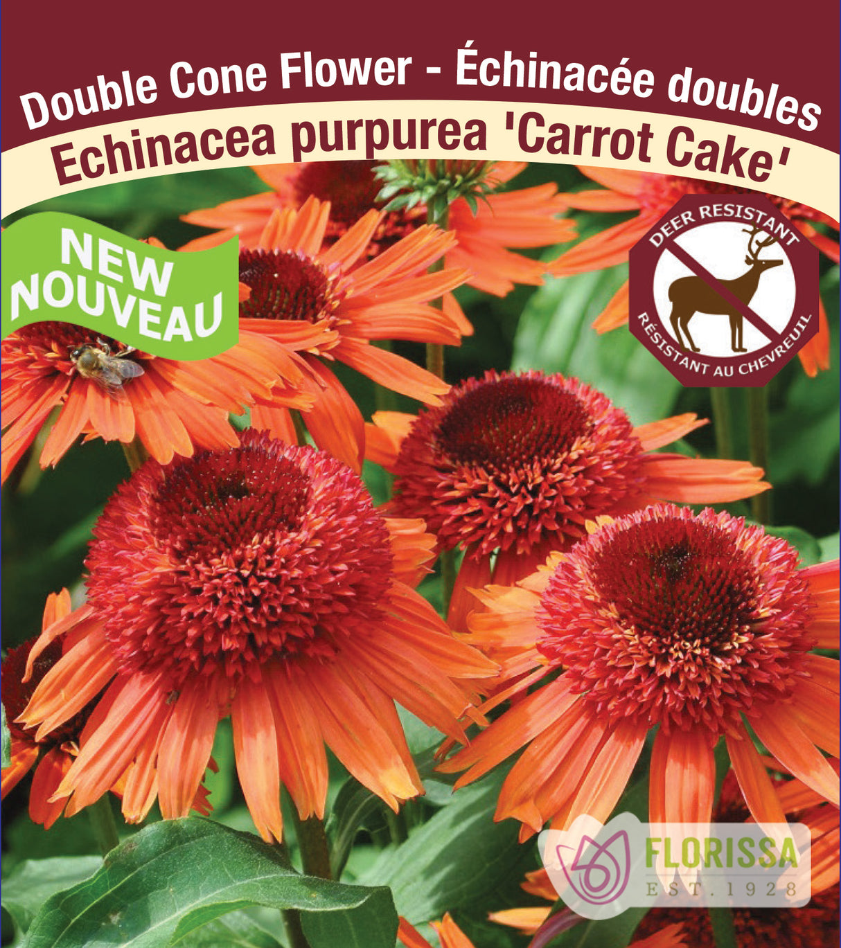 Echinacea Double Flowering pur. Carrot Cake