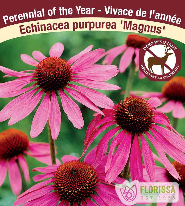 Echinacea pur. Magnus Jumbo Field Clump