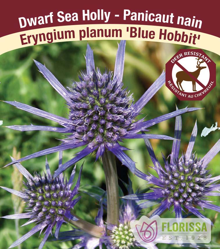 Eryngium - planum Blue Hobbit