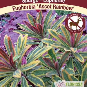 Euphorbia