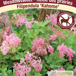 Filipendula