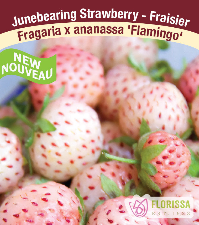 Strawberry Junebearing - Flamingo Bulk