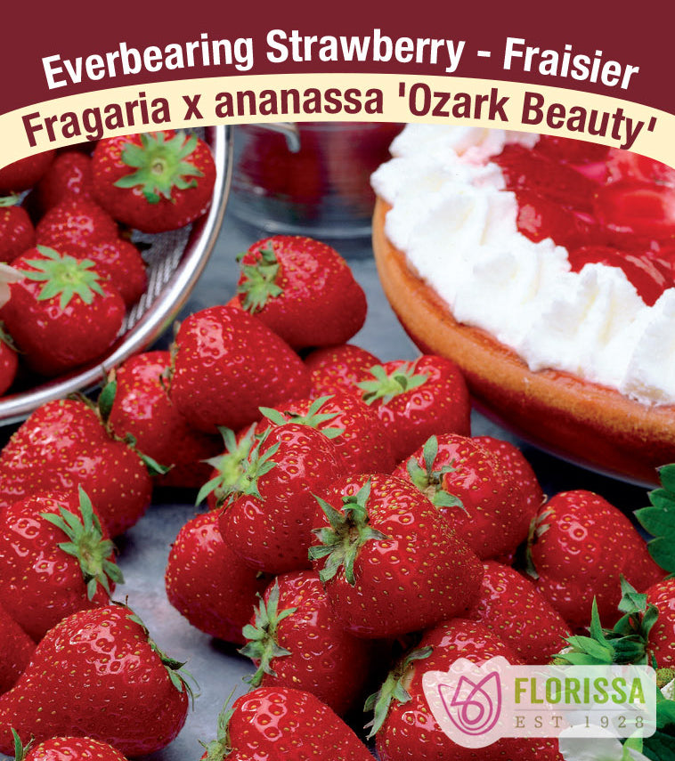 Strawberry Everbearing - Ozark Beauty Bulk 250