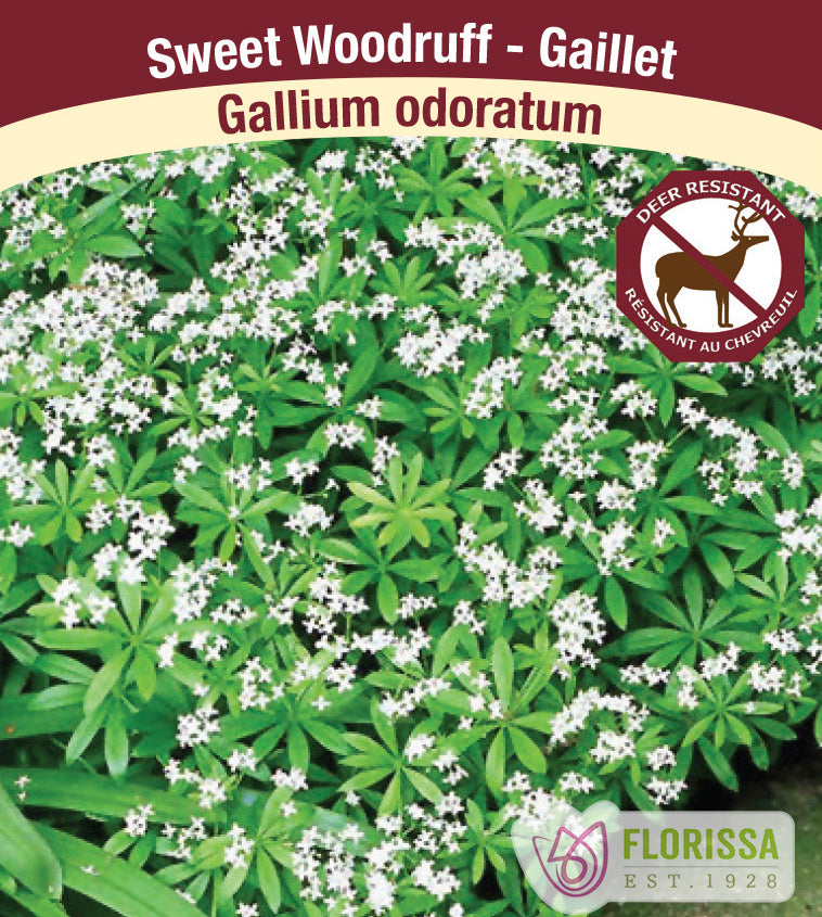 Gallium - odoratum