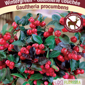 Gaultheria