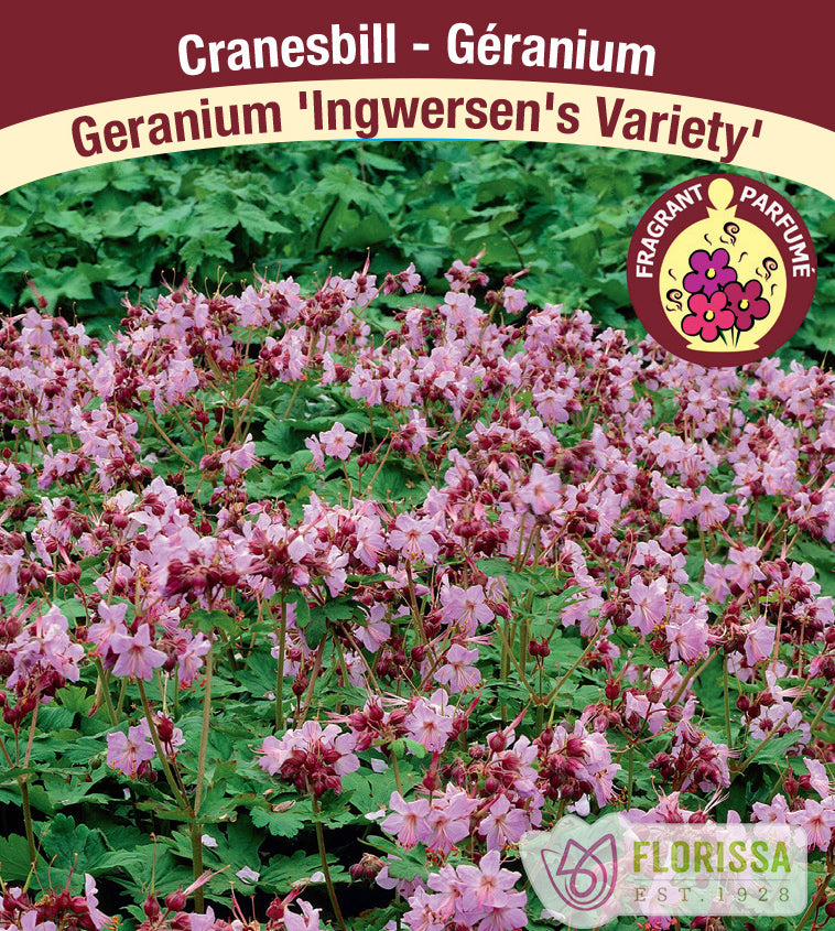 Geranium - macrorrhizm Ingwersen's Variety