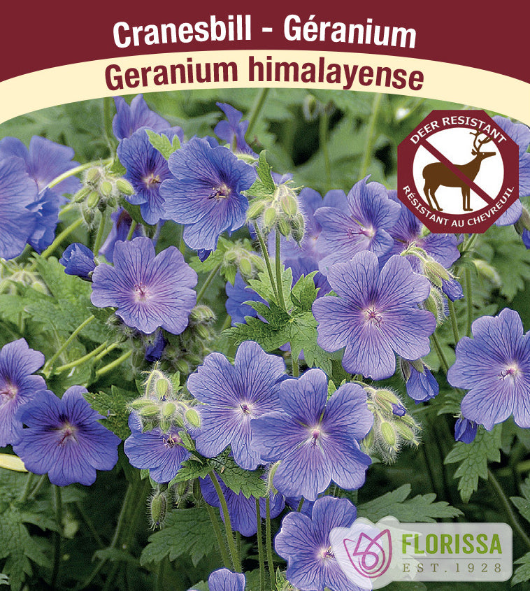 Geranium - himalayense