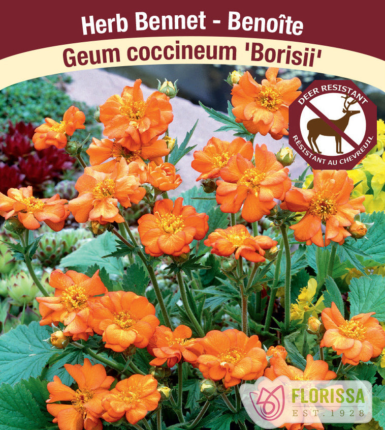 Geum - coccineum Borissii