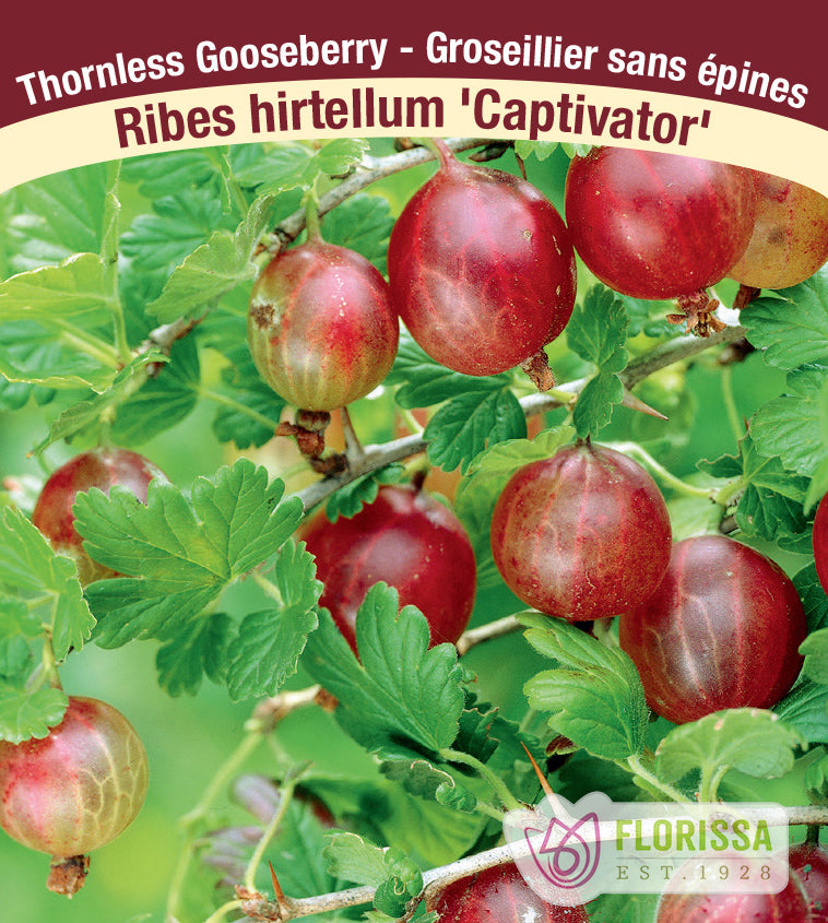 Gooseberry - Captivator Red Bulk