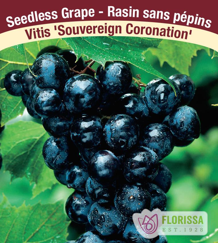 Grapes Seedless - Sovereign Coronation Bulk