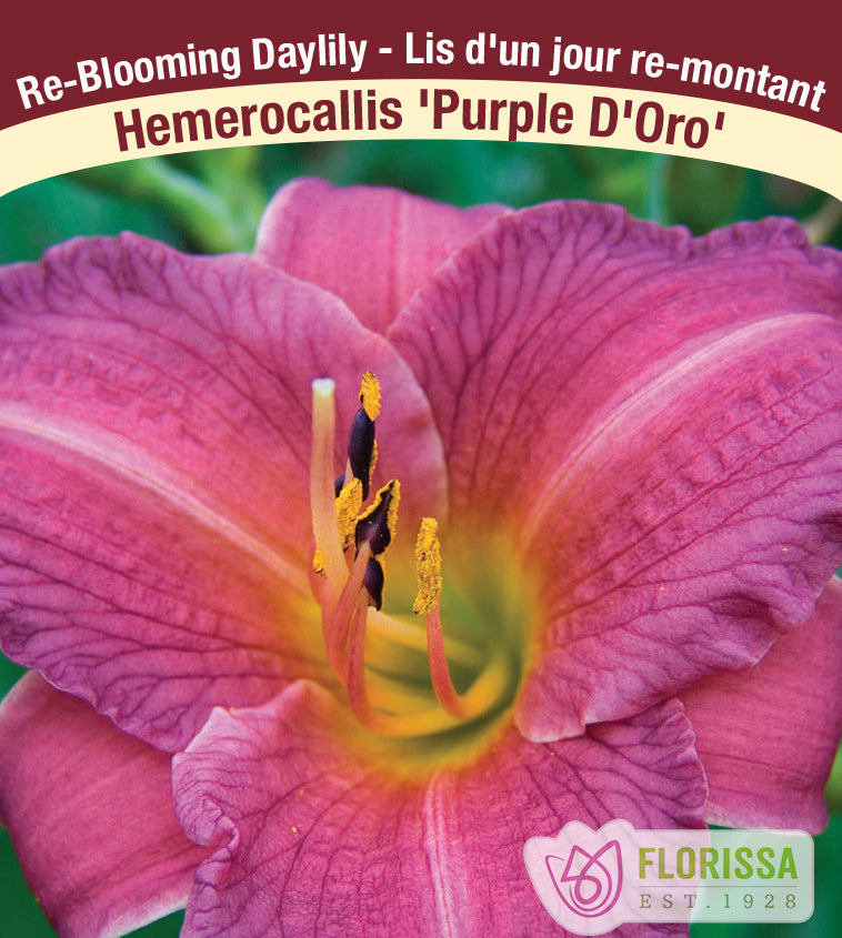 Hemerocallis - Purple D'Oro