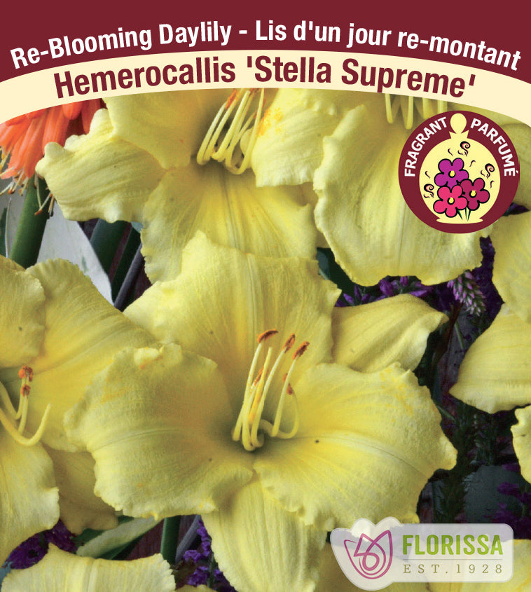 Hemerocallis - Stella Supreme Re-Blooms