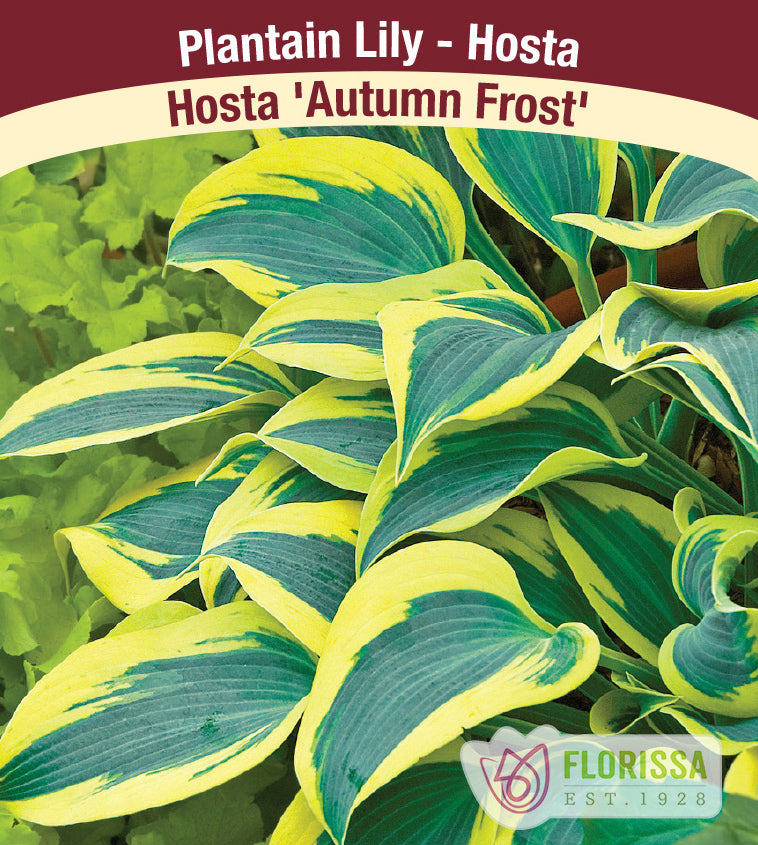 Hosta - Autumn Frost PW - Potted and Tagged
