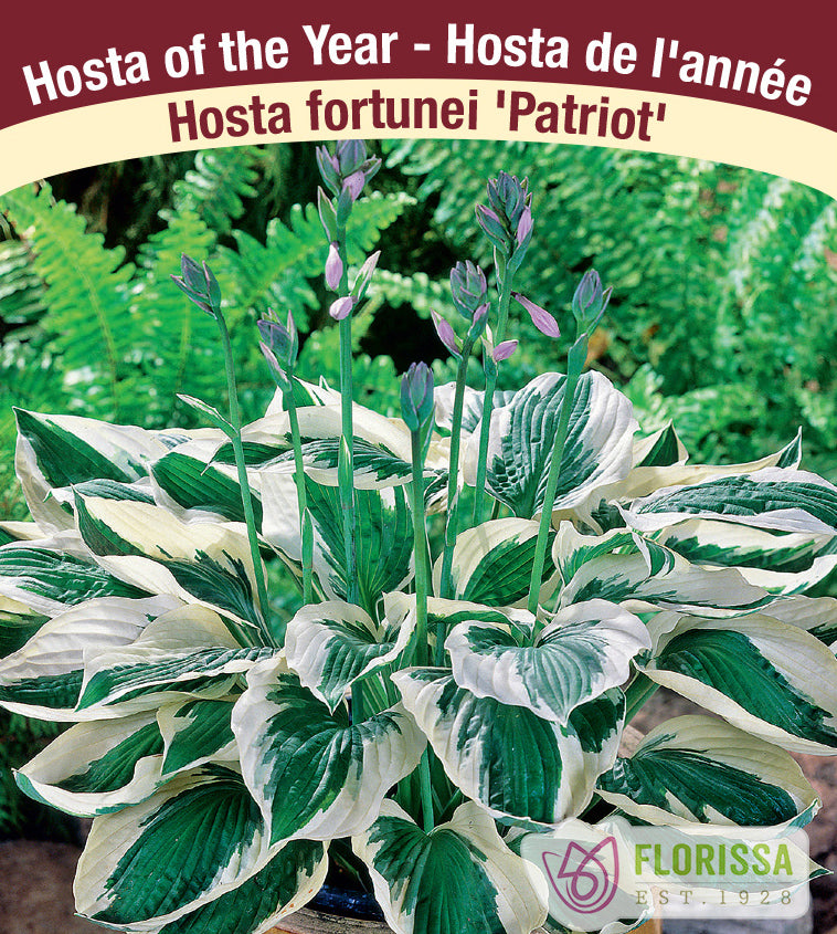 Hosta Patriot Jumbo Field Clump