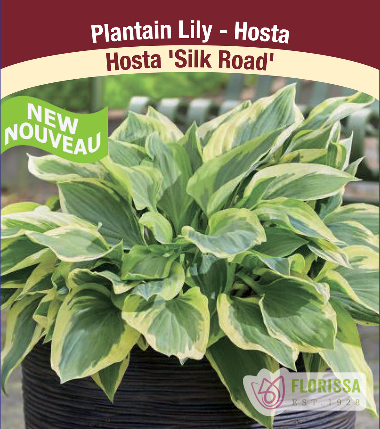 Hosta - Silk Road