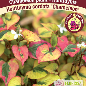 Houttuynia