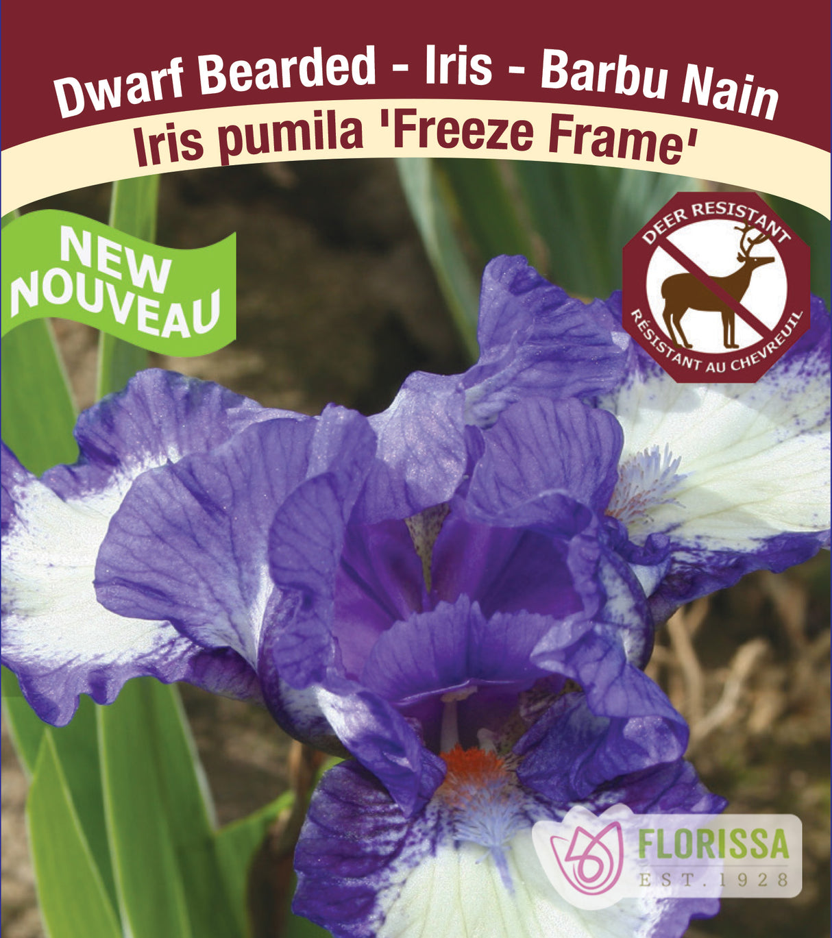 Iris Pumila - Freeze Frame