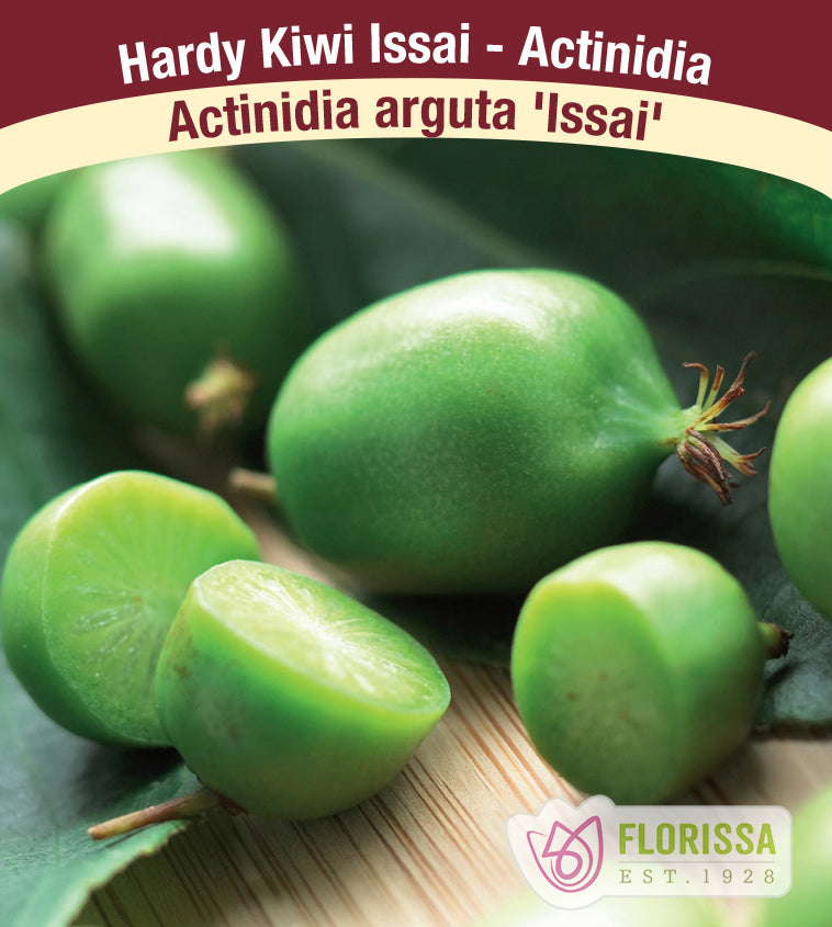 Kiwi - Issai Bulk