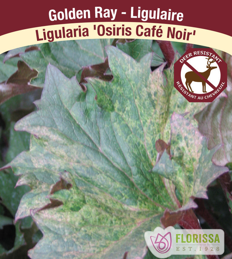 Ligularia - Osiris Café Noir