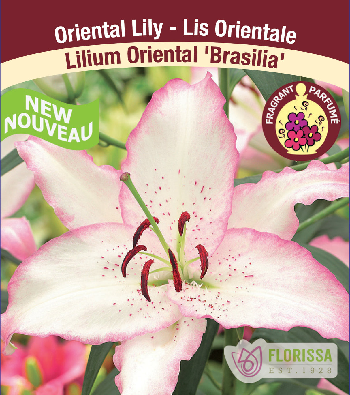 Lilium Oriental  - Brasilia