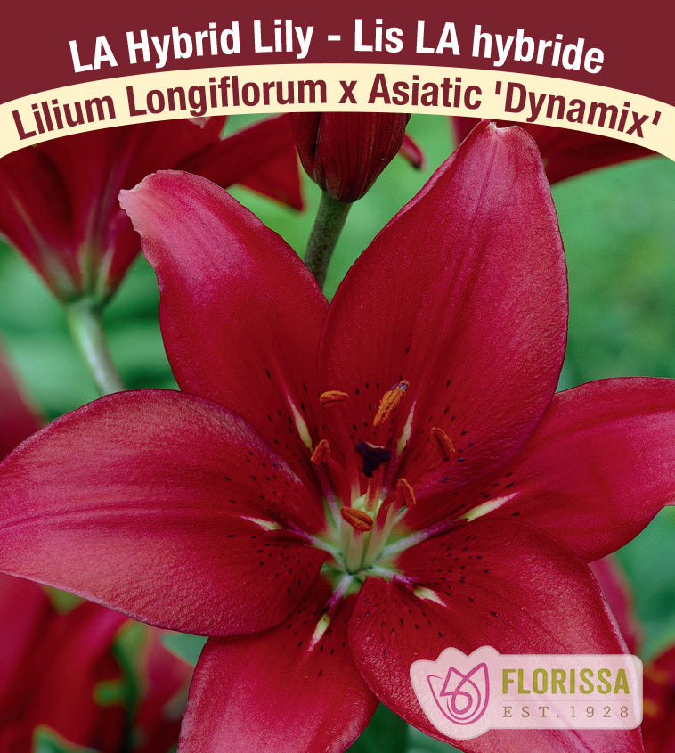 Lilium LA Hybrid  - Dynamix