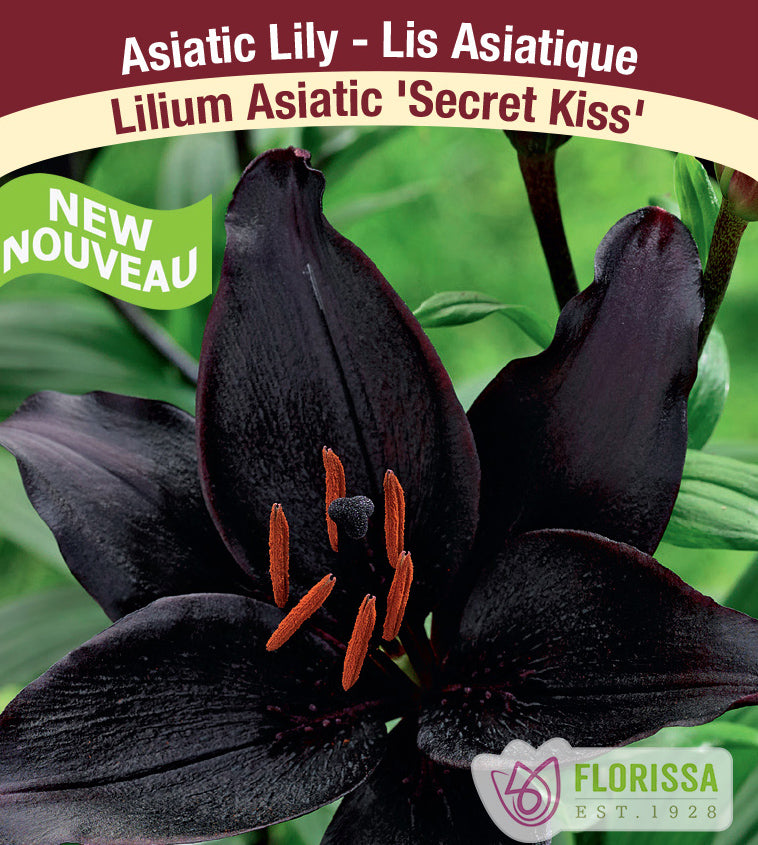 Lilium Asiatic - Secret Kiss