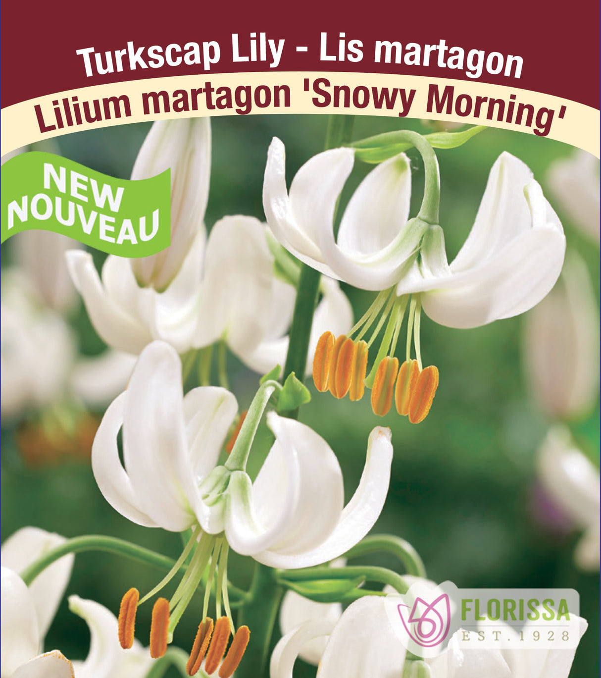 Lilium martagon - Snowy Morning