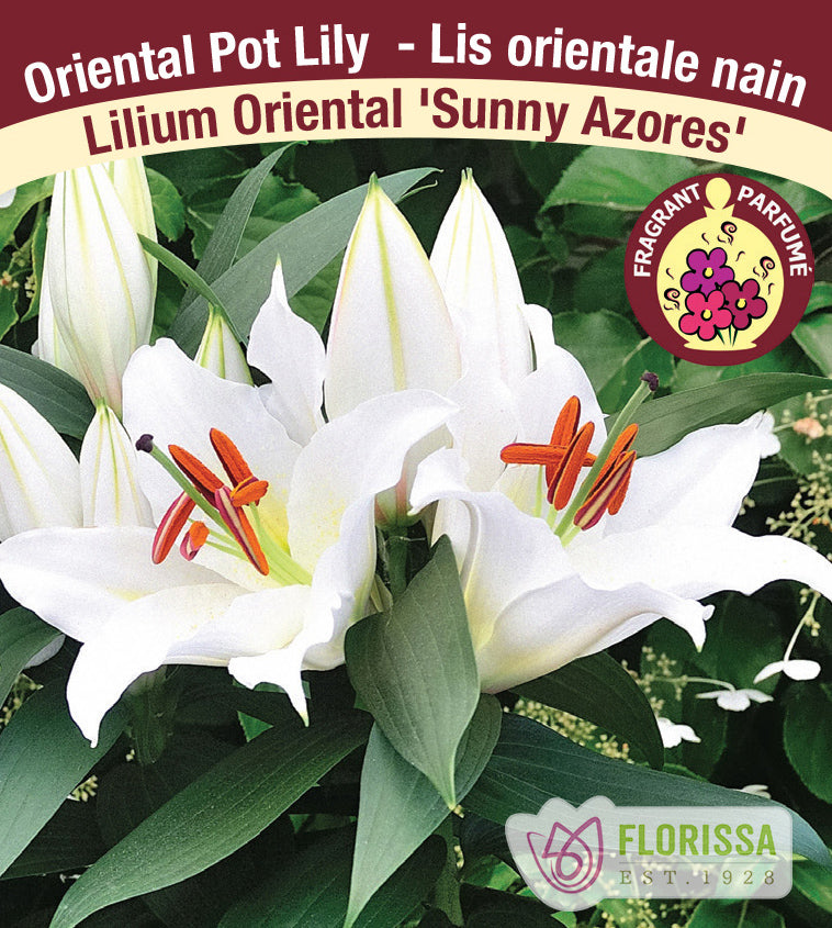 Lilium Oriental Pot  - Sunny Azores