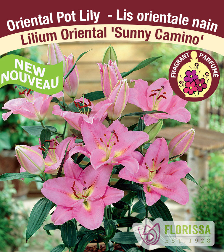 Lilium Oriental Pot  - Sunny Camino