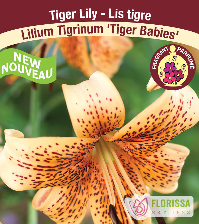 Lilium Tiger  - Tiger Babies