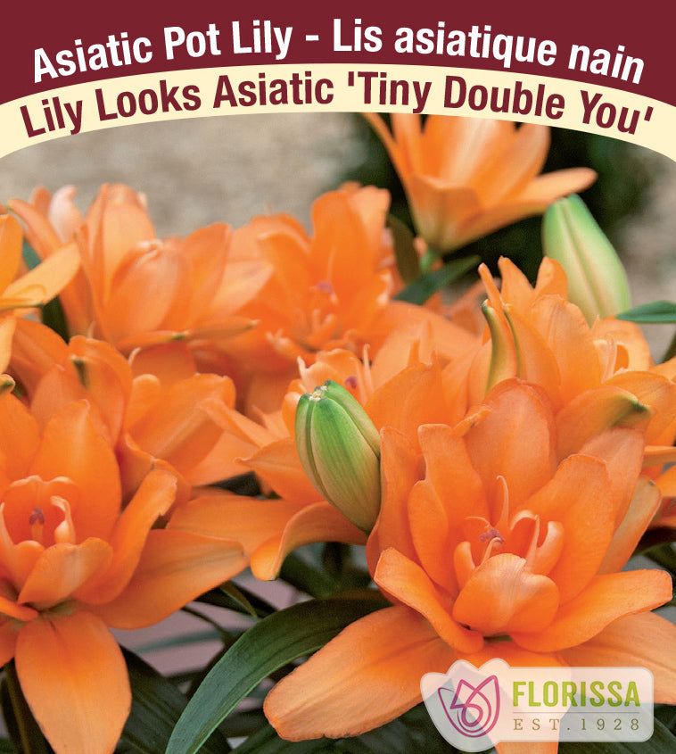 Lilium Asiatic Pot - Tiny Double You
