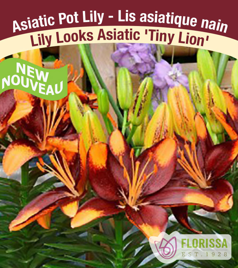 Lilium Asiatic Pot - Tiny Lion