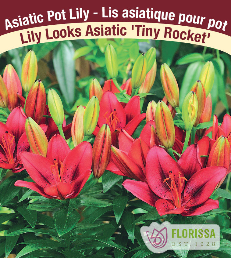 Lilium Asiatic Pot - Tiny Rocket