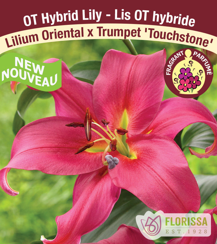 Lilium O/T Hybrids  - Touchstone