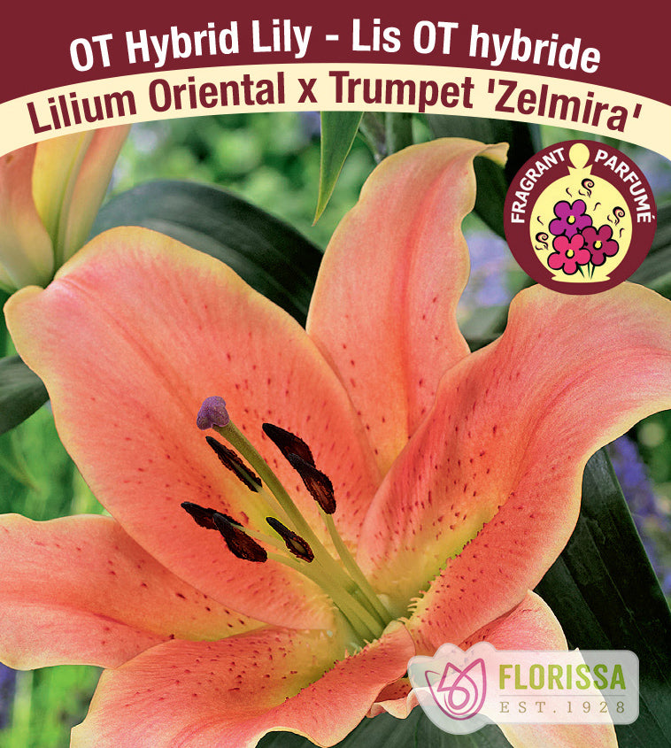Lilium O/T Hybrids  - Zelmira